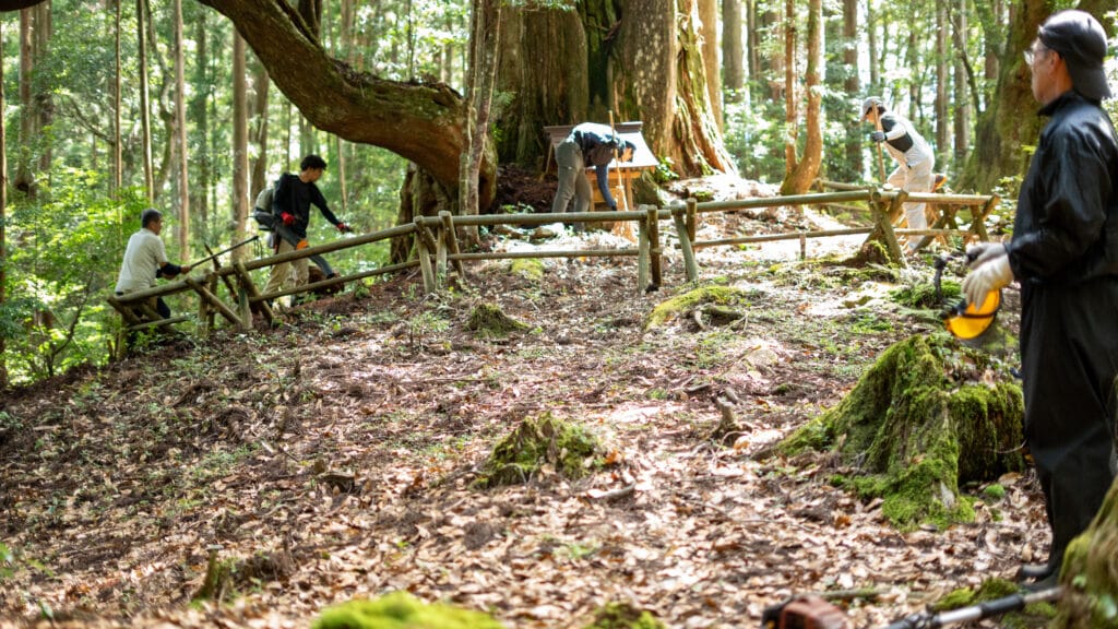 大杉の掃除風景