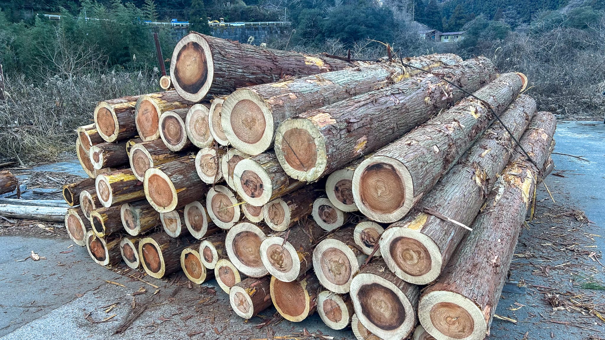 運び込まれた原木